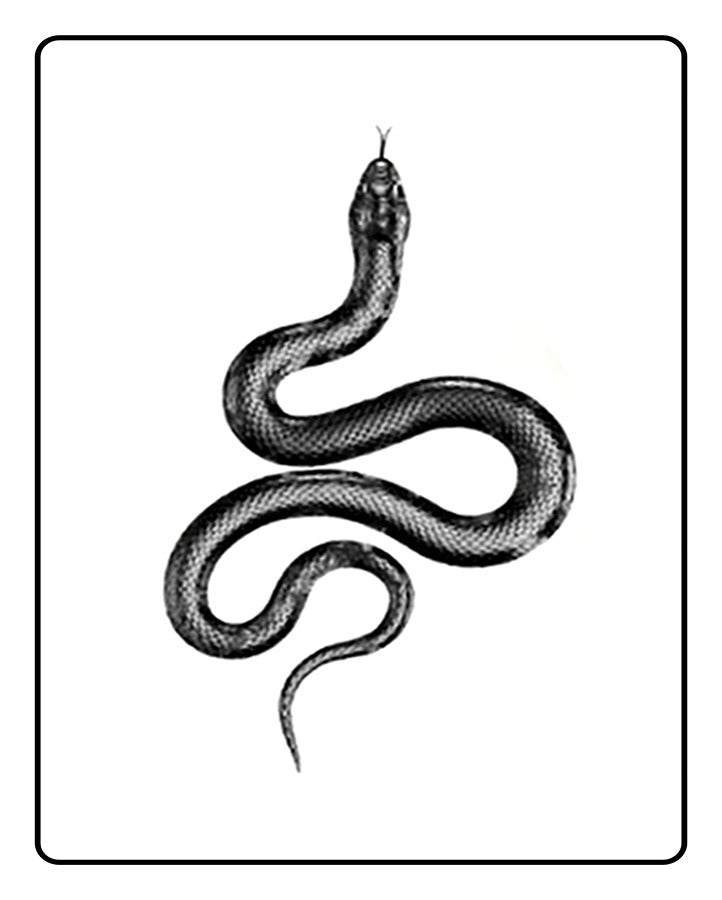 Snake Temporary Tattoo